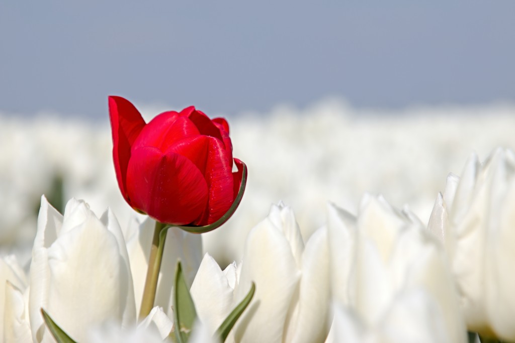 lente zomer herfst winter seizoen seizoenen voorjaar najaar hdr paddenstoelen bladeren mist regen sneeuw tulp tulpen bloesem